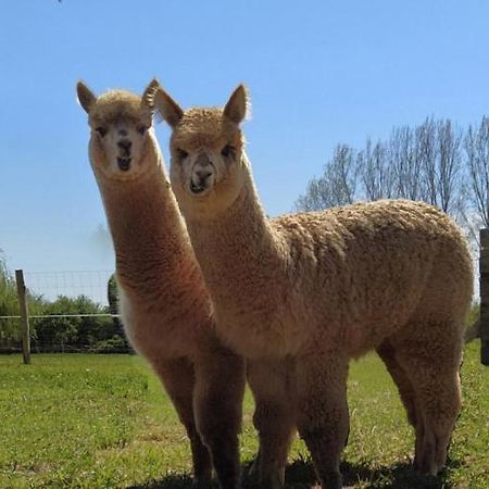 Bed and Breakfast Domaine Ramonjavel, Glamping & Alpaca'S Fongrave Экстерьер фото